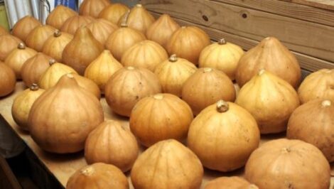 Storing Winter Squash Image